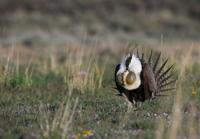Magic Valley sage grouse