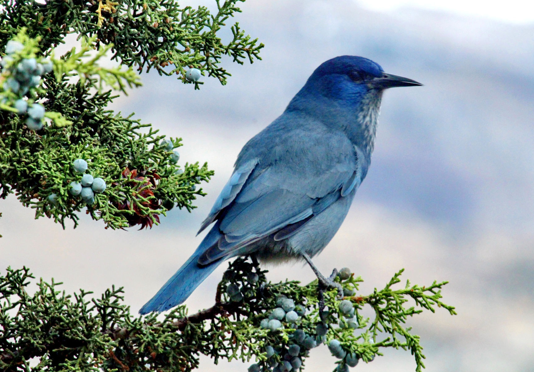 Pinyon Jay Keeps Nest Locations Top Secret | Mini-Cassia News ...