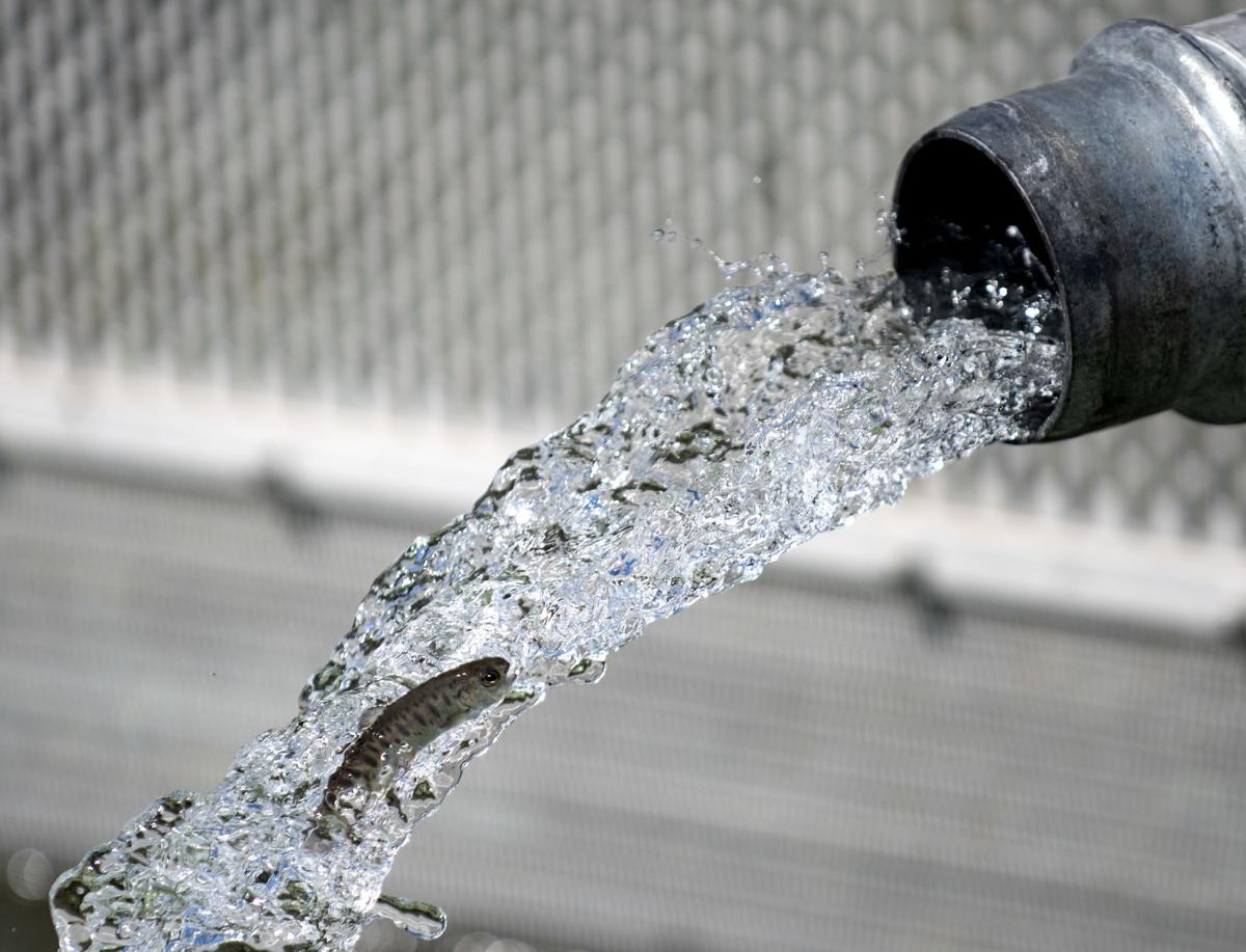 96,000 steelhead killed