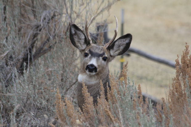 Gallery: Bob McDonald's Idaho Wildlife | Outdoors and Recreation ...