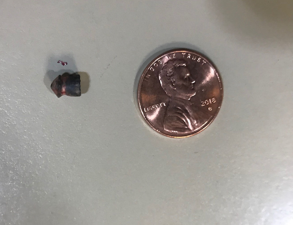 Deer killed with air gun pellet
