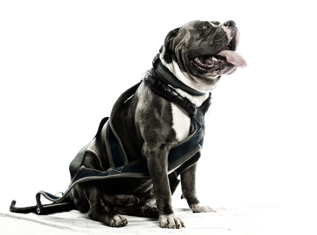 Dogs with Jobs