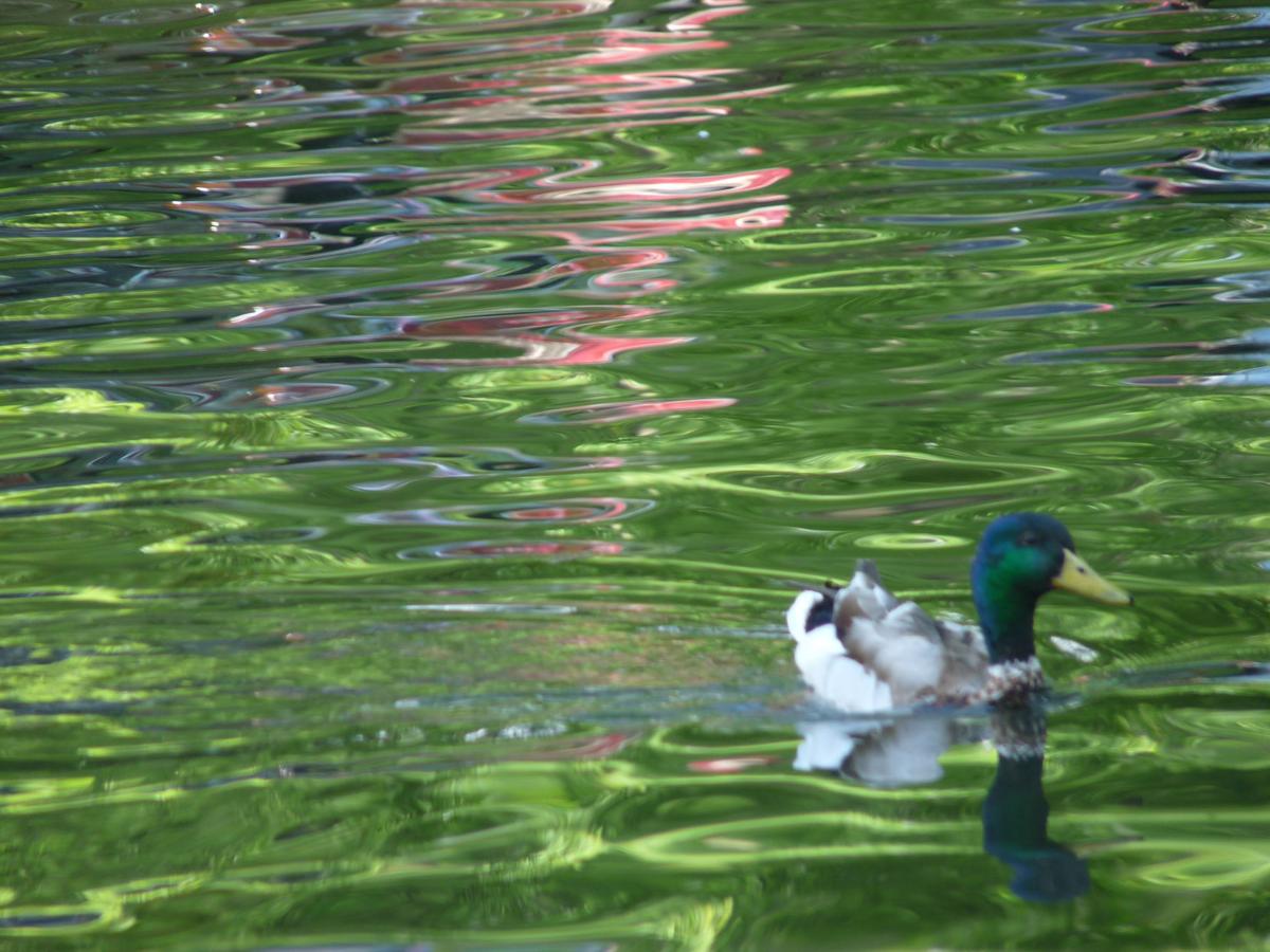 Gallery Birds of Southern Idaho Outdoors and Recreation