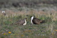 Magic Valley sage grouse