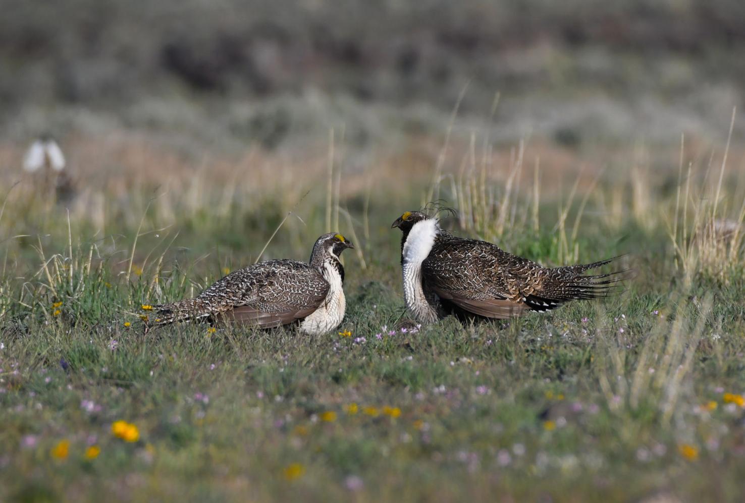 Idaho sage grouse numbers flat this year, Fish and Game proposes