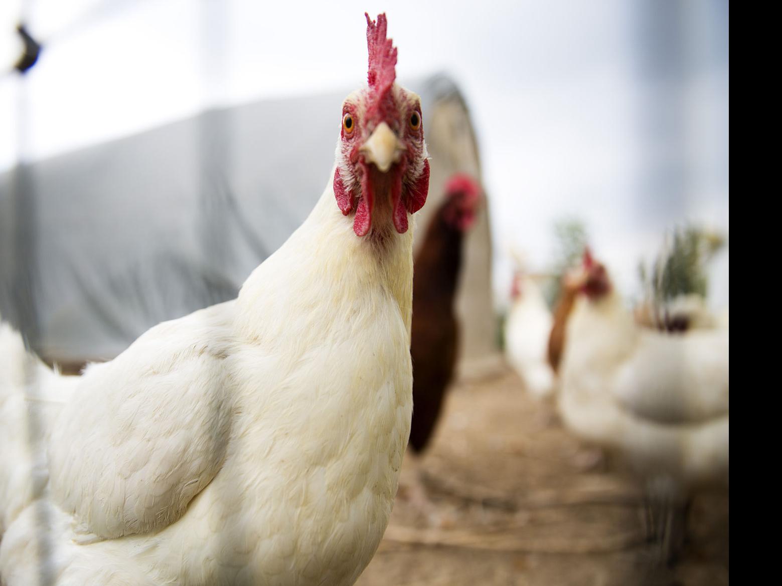 Idaho Meat Organic Poultry At Agrarian Harvest Southern Idaho