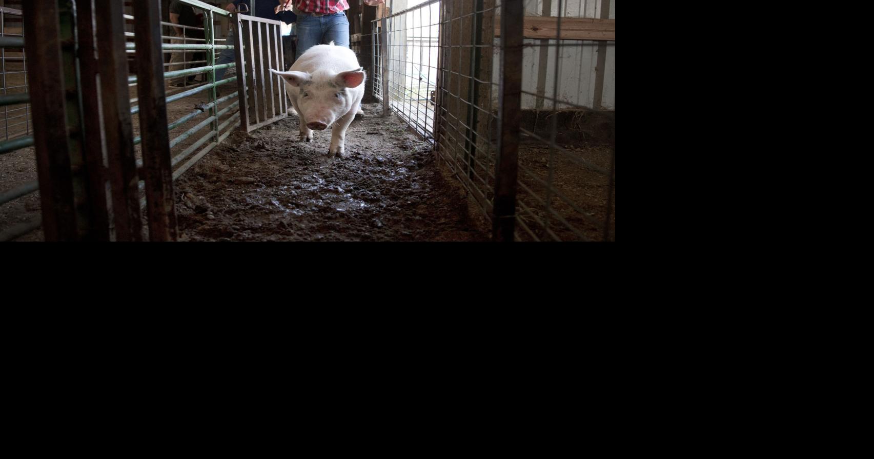Gooding County Fair and Rodeo A fairadise for one and all