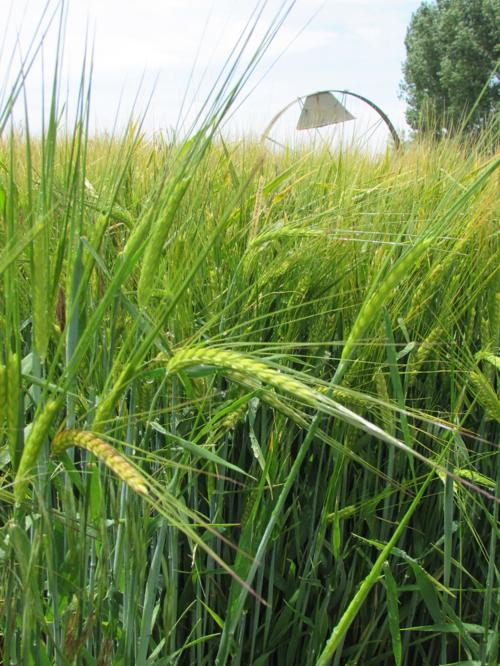 Grain