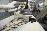 Big effort for little fishes: How officials mark steelhead to show difference between wild and hatchery-raised