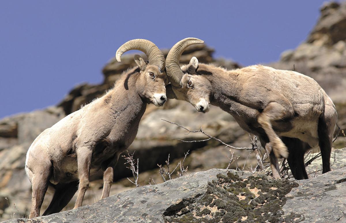 Moose Bighorn Sheep And Mountain Goat Controlled Hunt Application Period Opens April 1 Outdoors Magicvalley Com