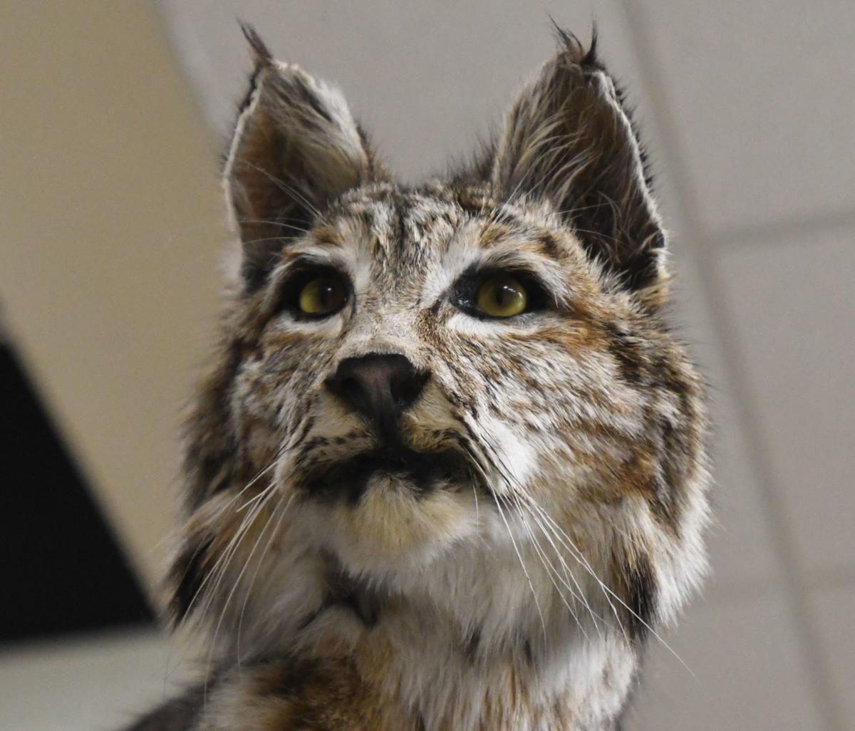 Fish And Game Idaho Man Illegally Trapped Bobcats Outdoors Magicvalley Com