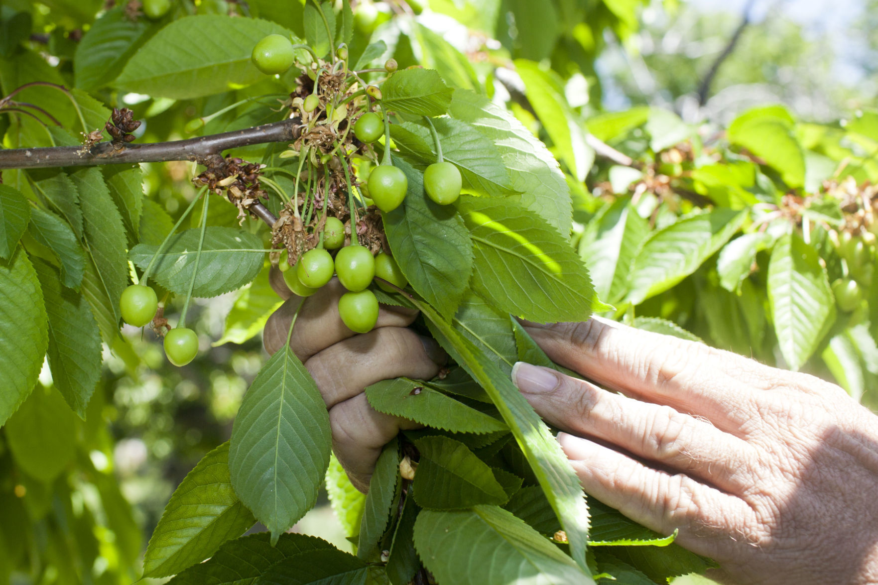 Garden Wise Grow your own cherries