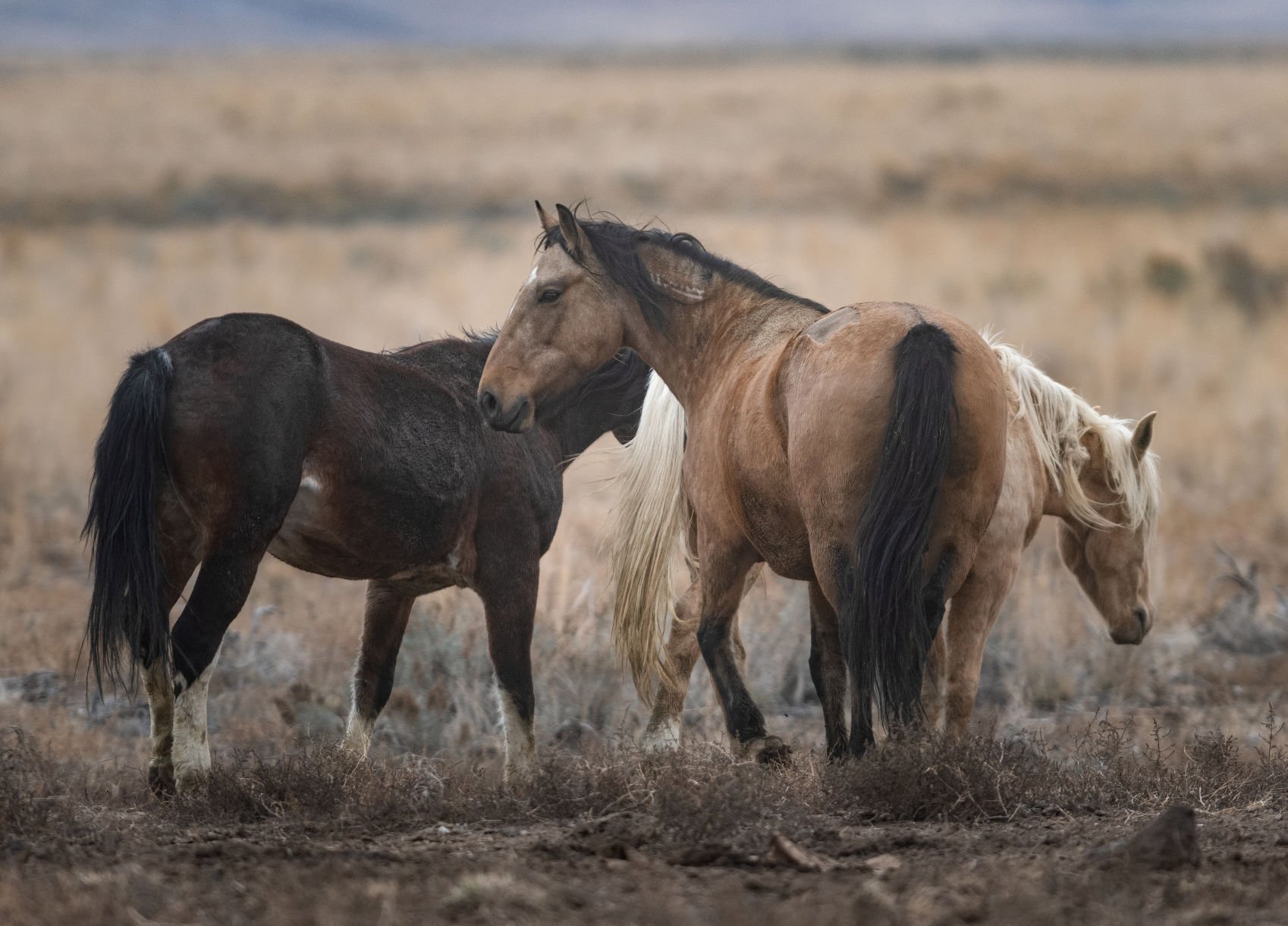 PHOTOS: BLM Releases 11 Horses Back Into The Wild | Politics ...