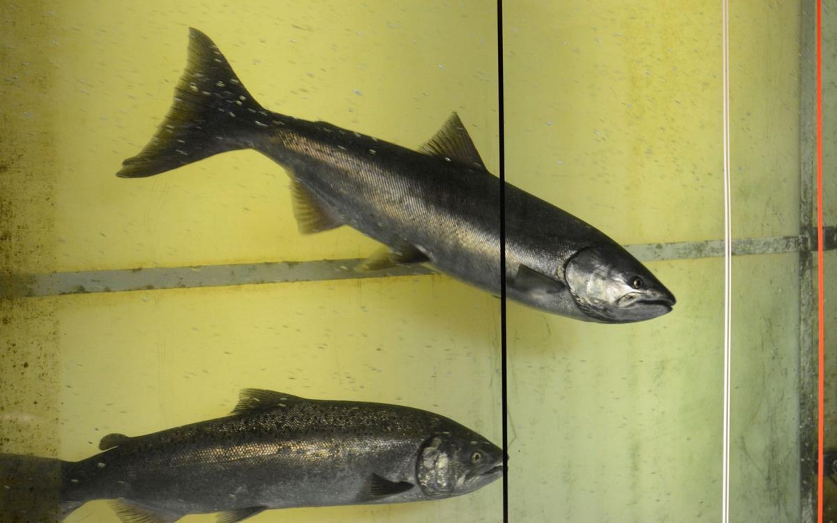 Chinook salmon