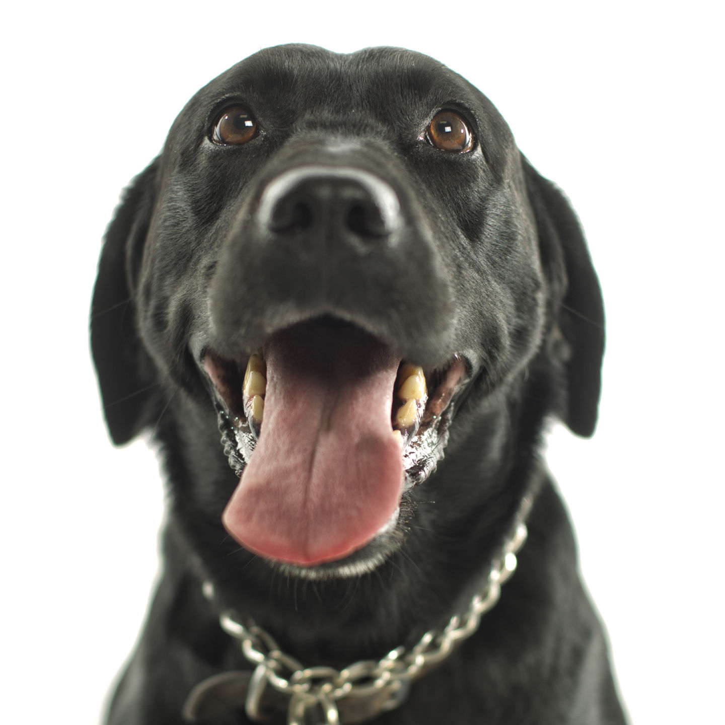Dogs with Jobs