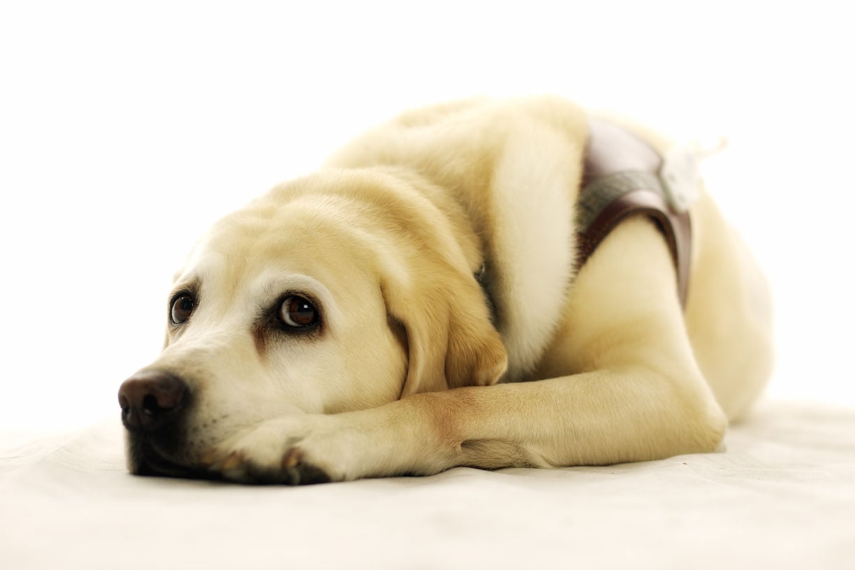 Dogs with Jobs
