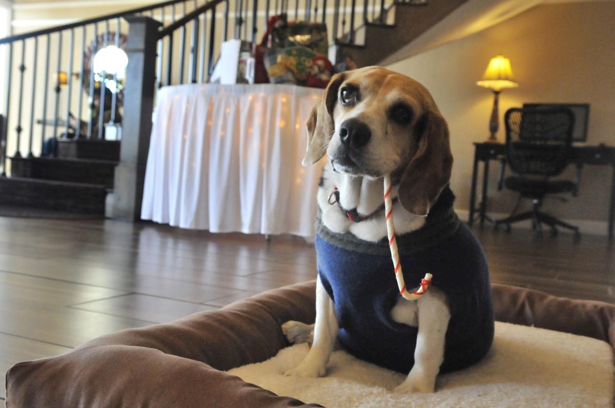 The suite life of a dog Burley hotel adopts pet ambassador, holds drive for Minidoka animal shelter