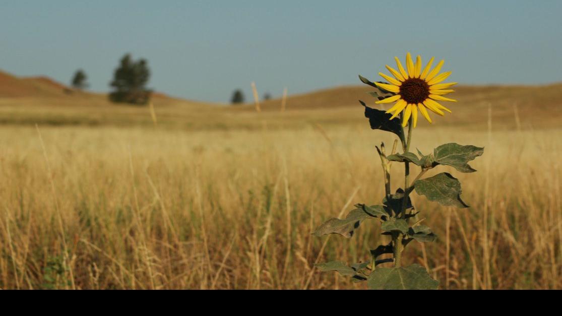 Report says North America's grasslands are slowly disappearing into