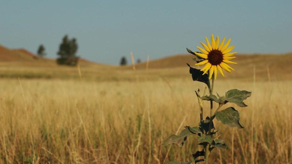 I love to expose: nikki cox pokie candids Report says North America's grasslands are slowly disappearing into