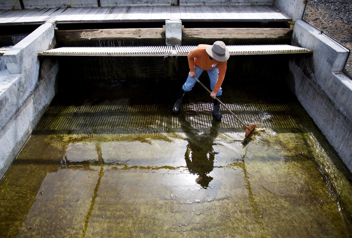 6 big changes in Idaho aquaculture Southern Idaho Agriculture News