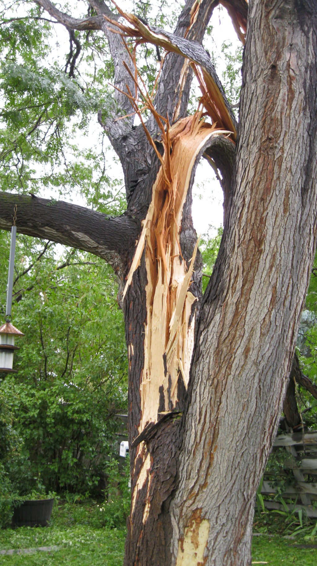 Gallery: Lightning Strikes Tree in Twin Falls Backyard | Local