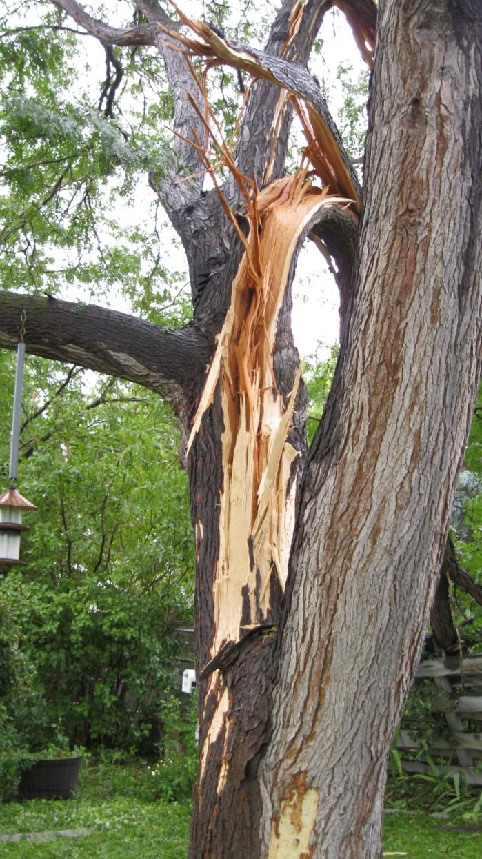 Southern Auto Parts >> Gallery: Lightning Strikes Tree in Twin Falls Backyard Southern Auto Parts >> Gallery: Lightning Strikes Tree in Twin Falls Backyard