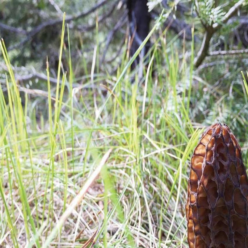 Morels Map 2022