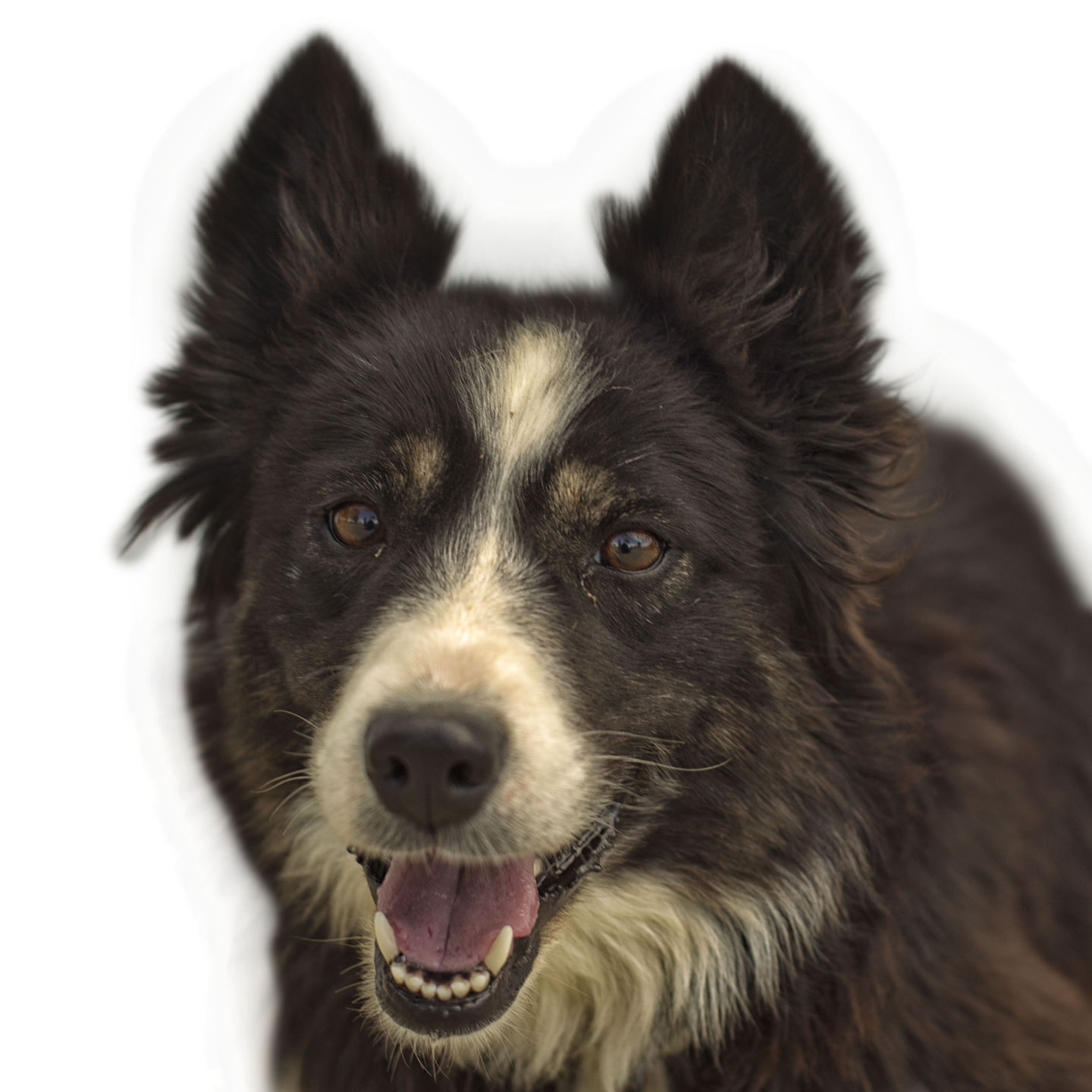 Dogs with Jobs