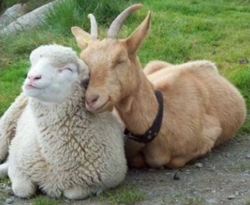 UI Extension to give sheep and goat Tuesday Southern Idaho