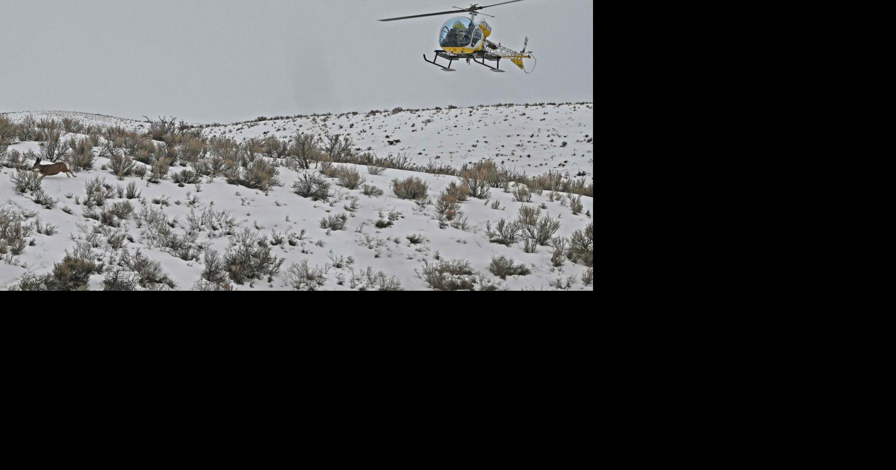Big game surveys and capture operations to occur in December