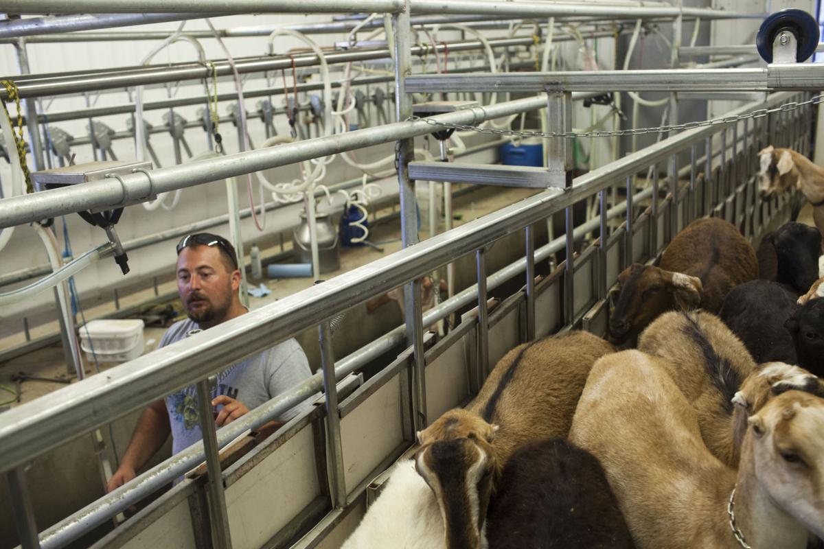 Goat Dairies Gain Popularity in the Magic Valley Southern Idaho