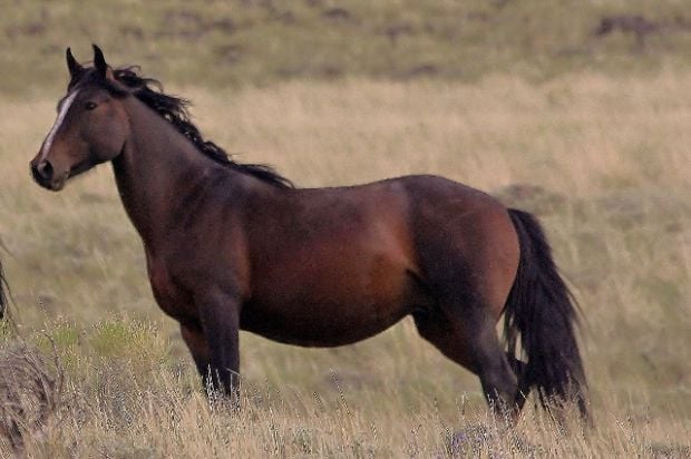 Gallery: Wild Horses of Idaho