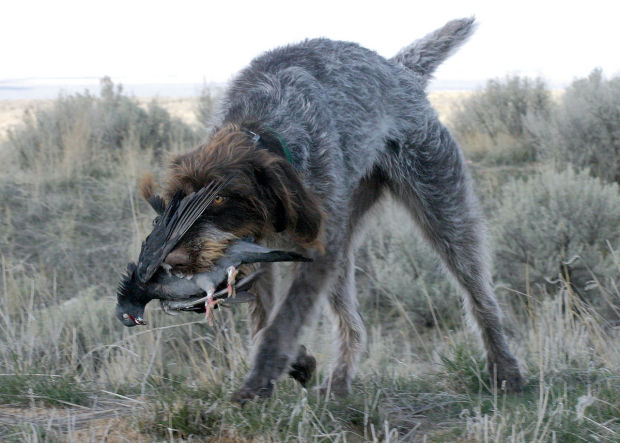 can i use pigeons to train bird dogs