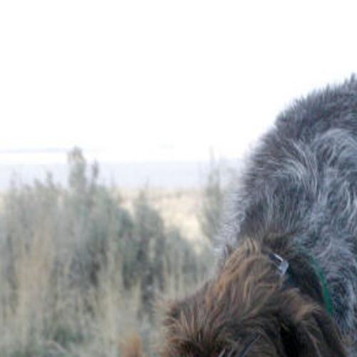 Training A Bird Dog Outdoors And Recreation Magicvalley Com