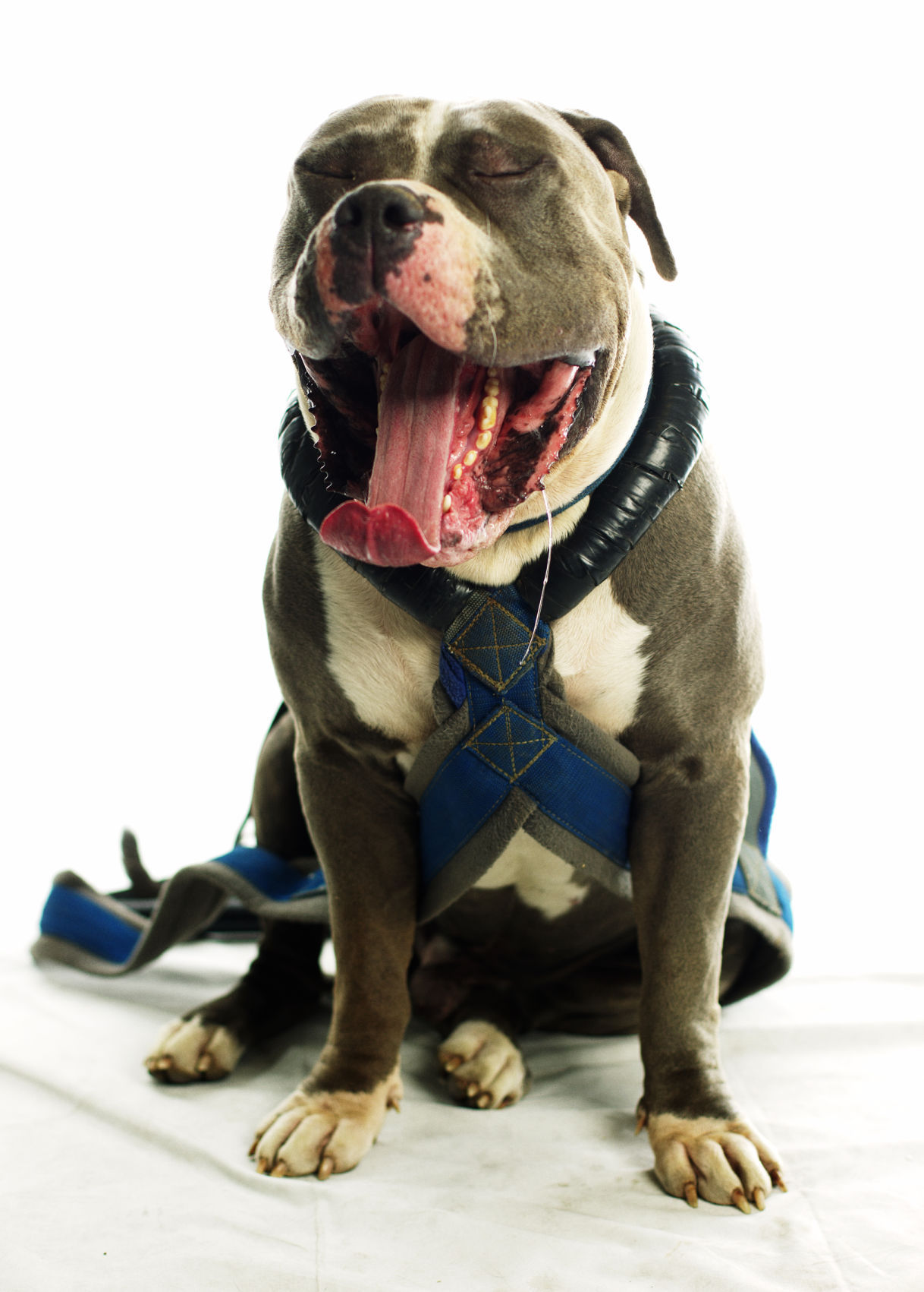 Dogs with Jobs