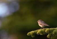 Birds