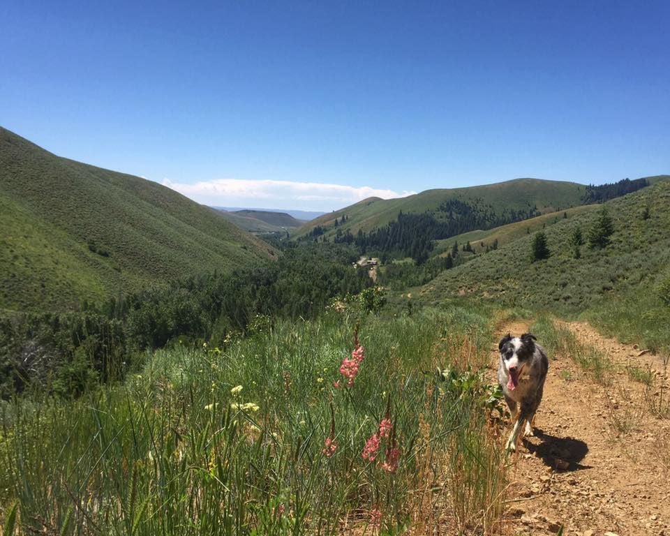 Another Idaho ski area debuts summer mountain bike trails, announces ...