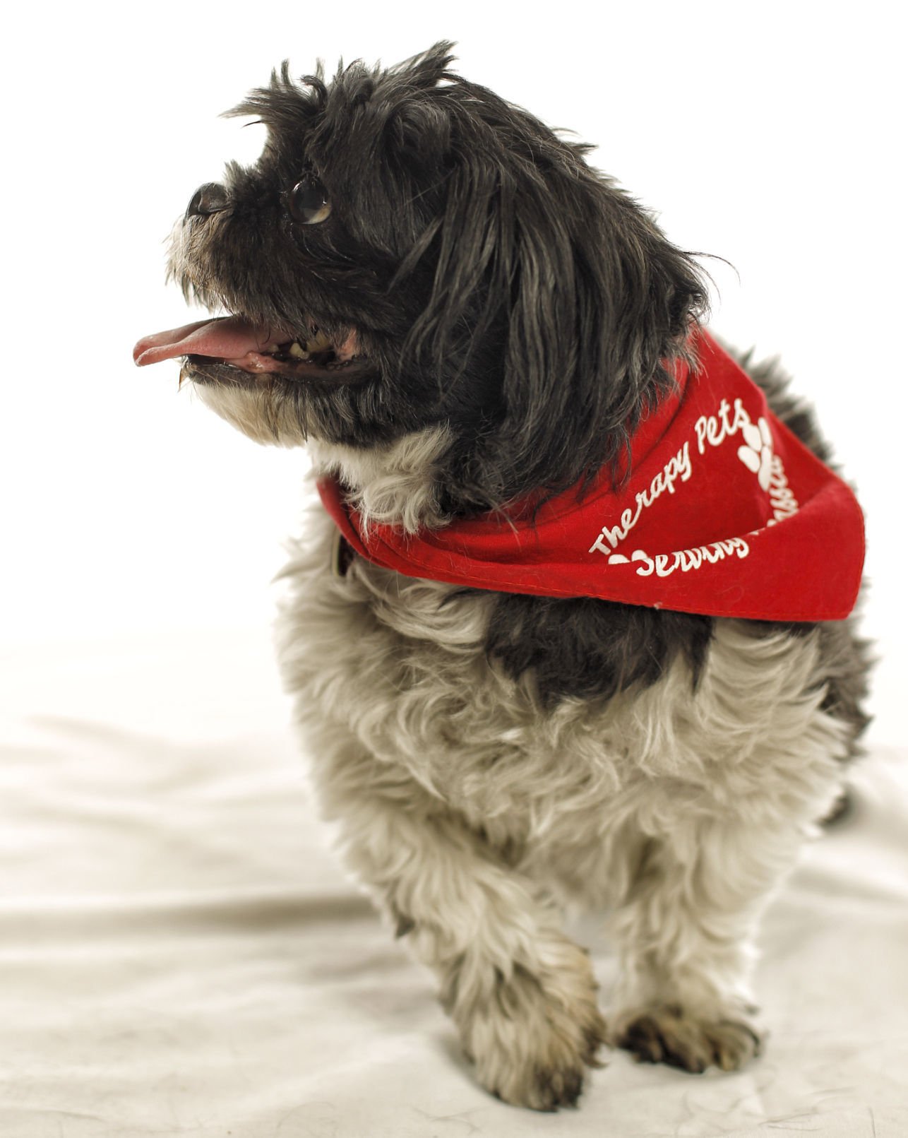 Dogs with Jobs