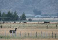 Keeping elk off crops