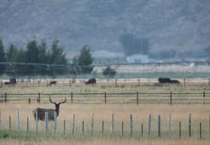 Private landowners in Idaho provide important habitat that supports fish and wildlife