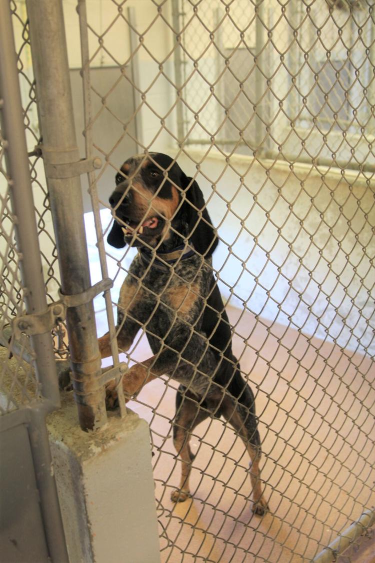 Police Boy breaks into animal shelter, poisons dogs