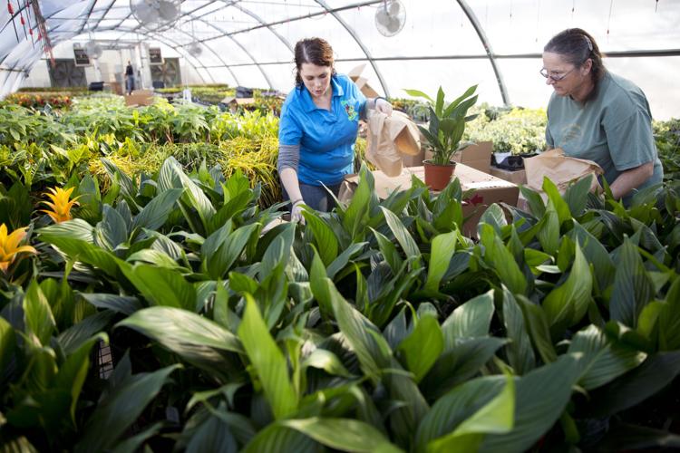 Moss Greenhouses keeps to its roots