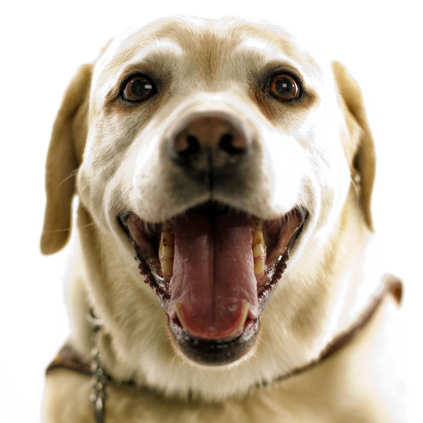 Dogs with Jobs