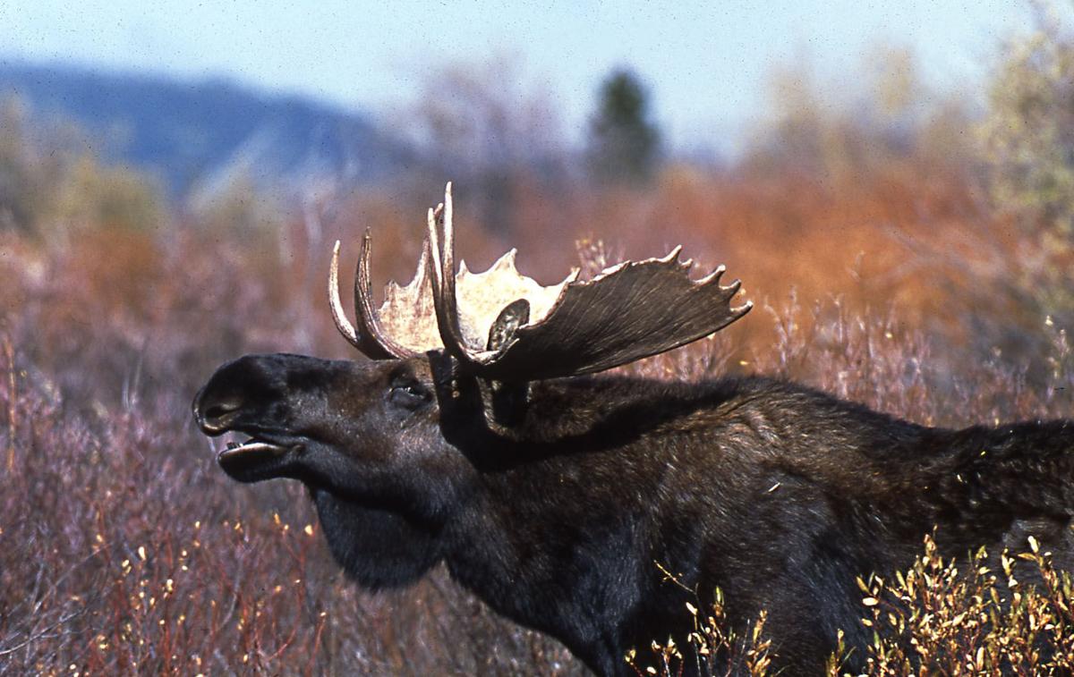 Where’s the wildlife? The six least commonly seen animals in Northern Nevada