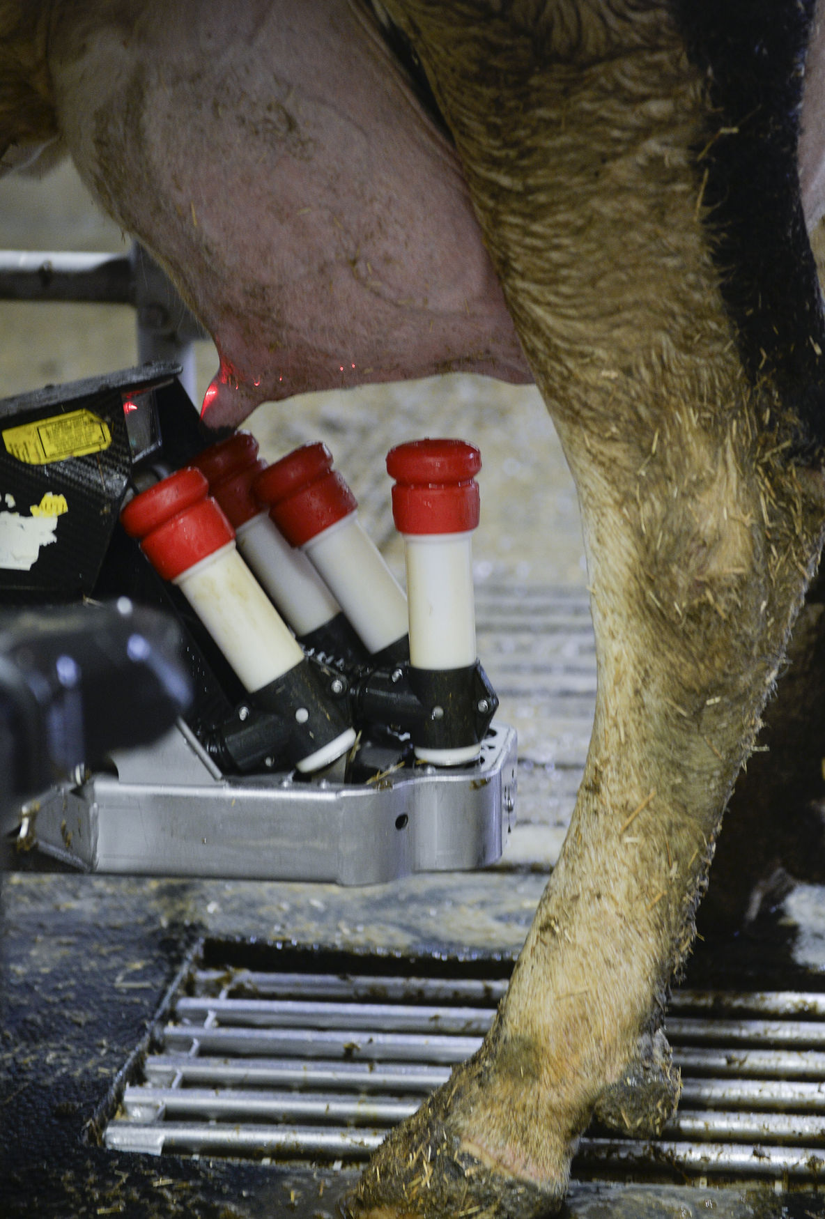 Minnesota Dairy Farms Go Hightech with Robots Local