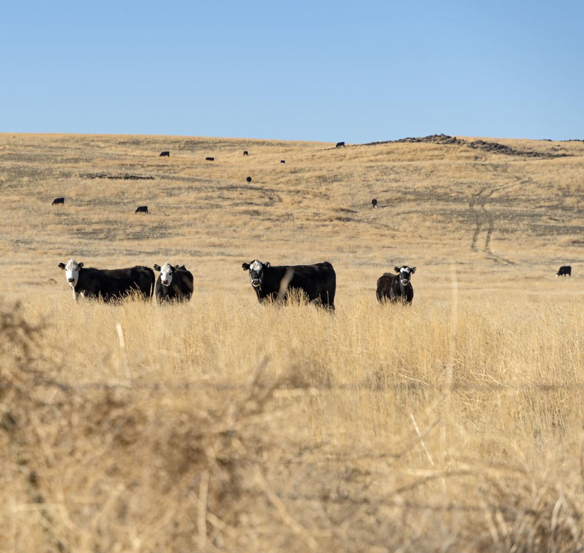 Grazing