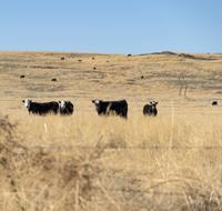 More grazing likely for public lands: BLM touts fire prevention, but environmentalists say proposals cave in to ranchers