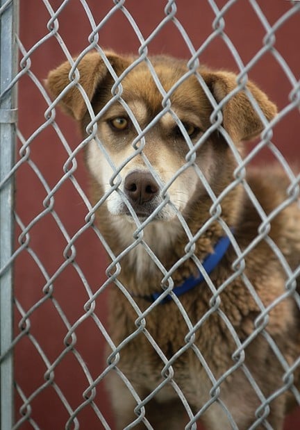 Despite Improvements, Minidoka Co. Animal Control Comes Under Fire 