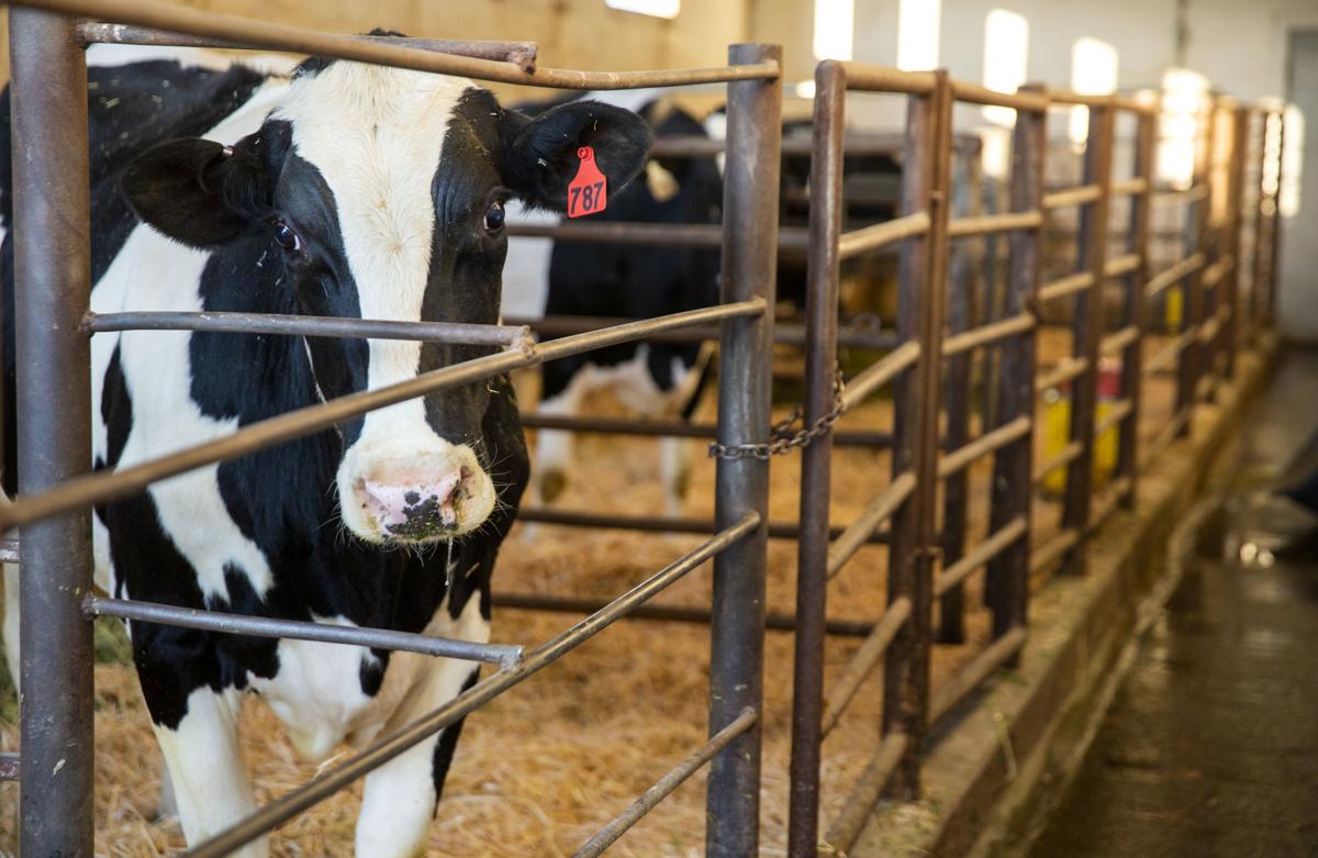 Milk prices
