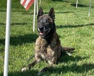 Retired K9 Zeus dies